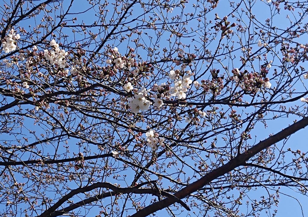 桜開花