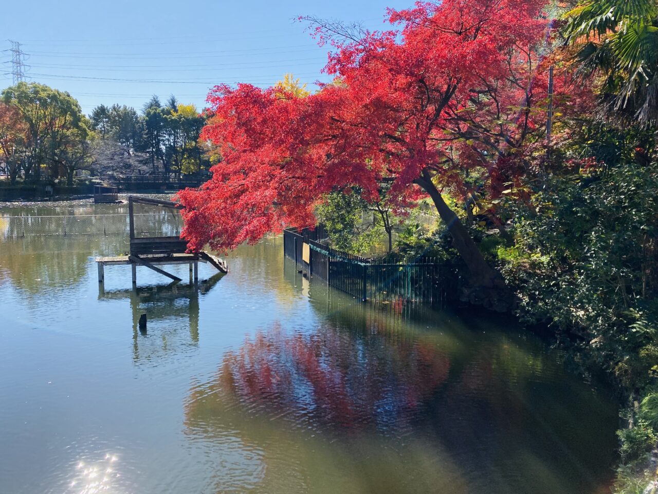 【相模原市中央区】相模原市の「でいらぼっち伝説」をモチーフにした話が人気漫画「都市伝説先輩」に掲載されています! 鹿沼公園も登場しています