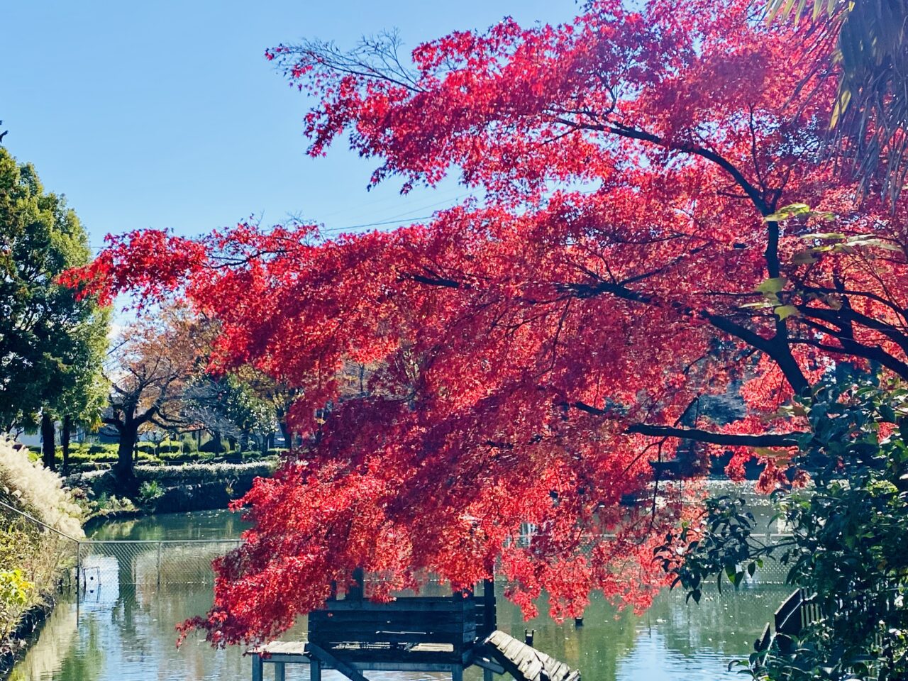 2024年11月下旬、鹿沼公園の紅葉が見ごろを迎えています。