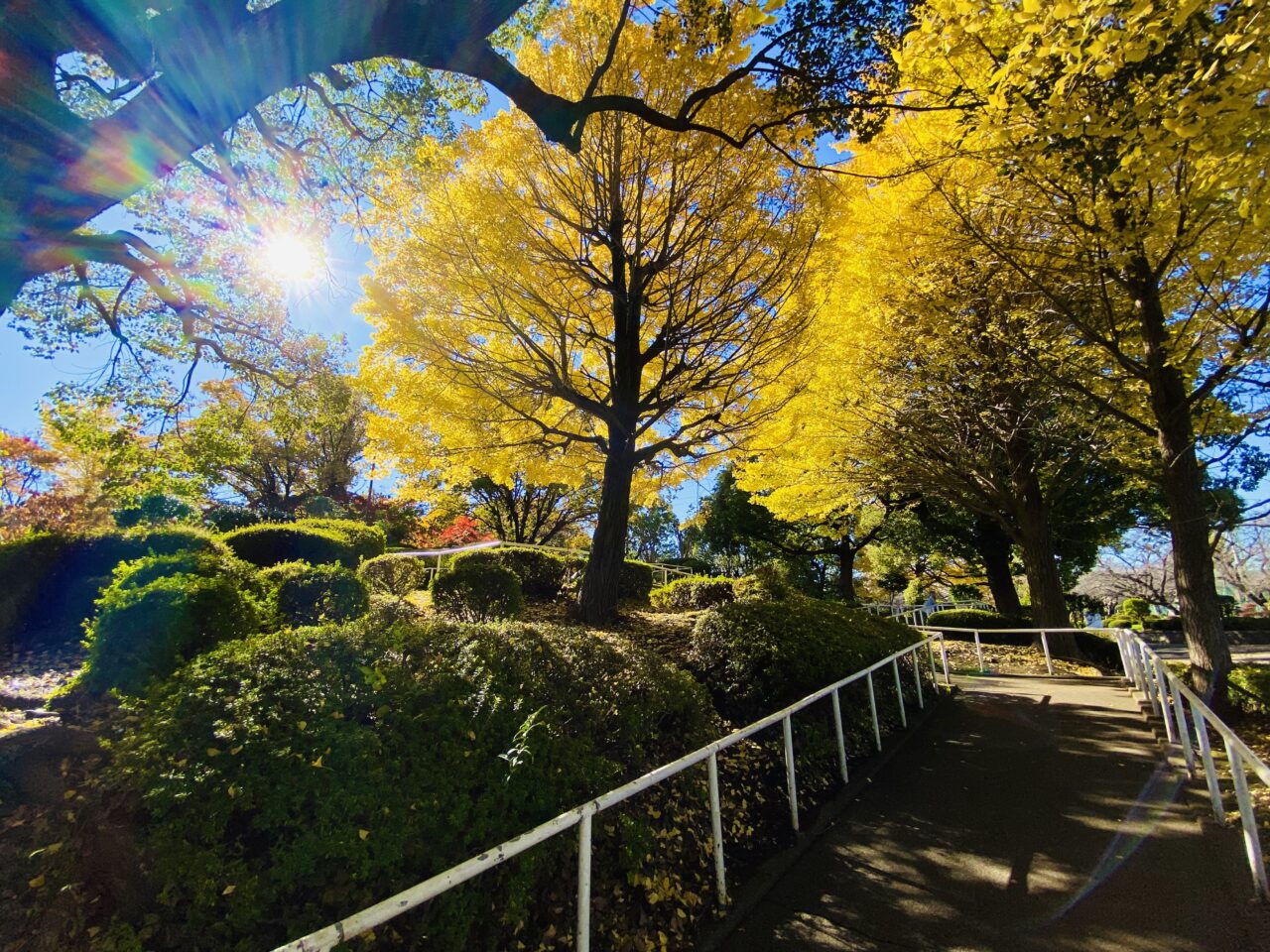 2024年11月下旬、鹿沼公園の紅葉が見ごろを迎えています。