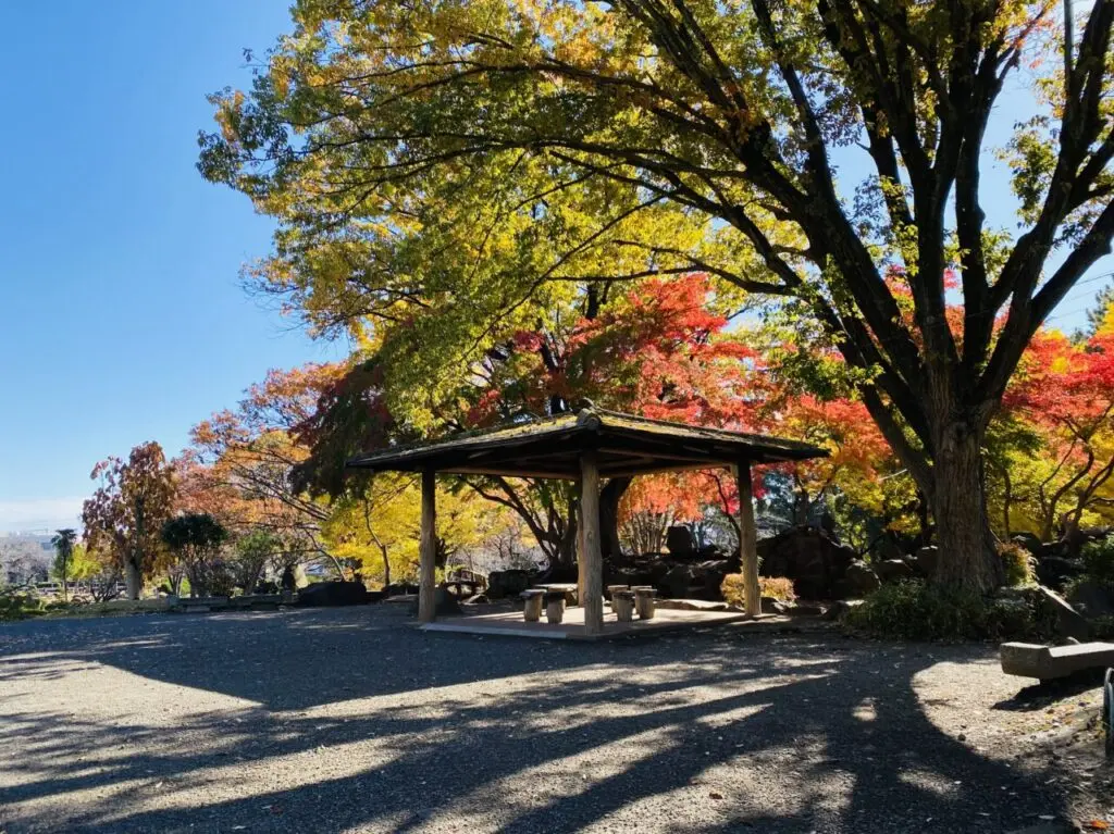 2024年11月下旬、鹿沼公園の紅葉が見ごろを迎えています。