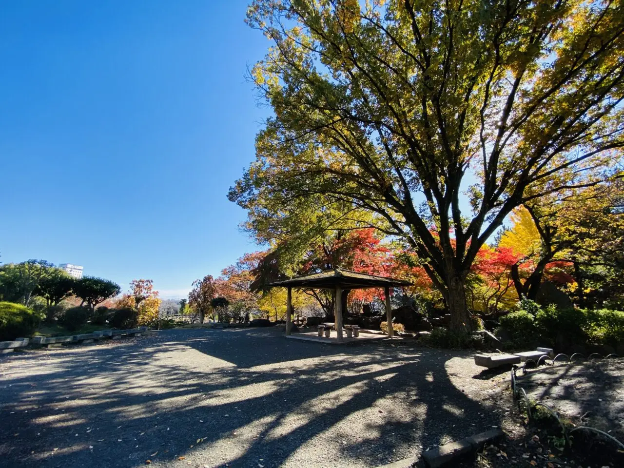 2024年11月下旬、鹿沼公園の紅葉が見ごろを迎えています。