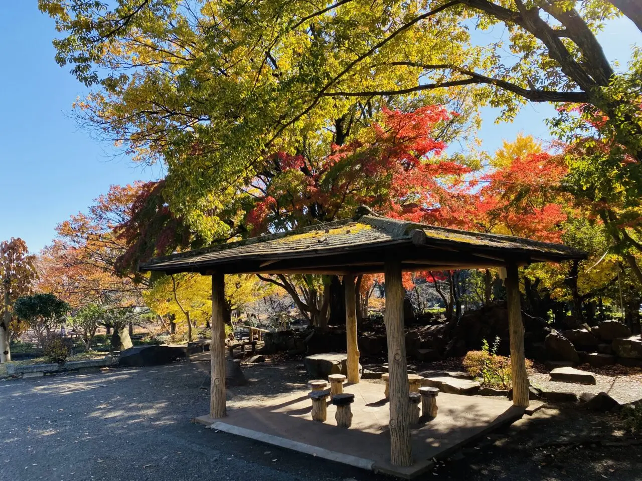 2024年11月下旬、鹿沼公園の紅葉が見ごろを迎えています。