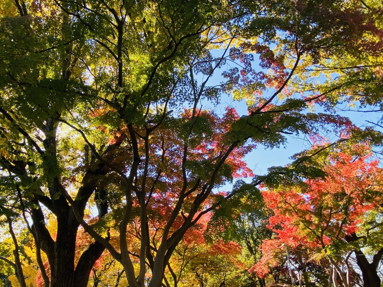 2024年11月下旬、鹿沼公園の紅葉が見ごろを迎えています。