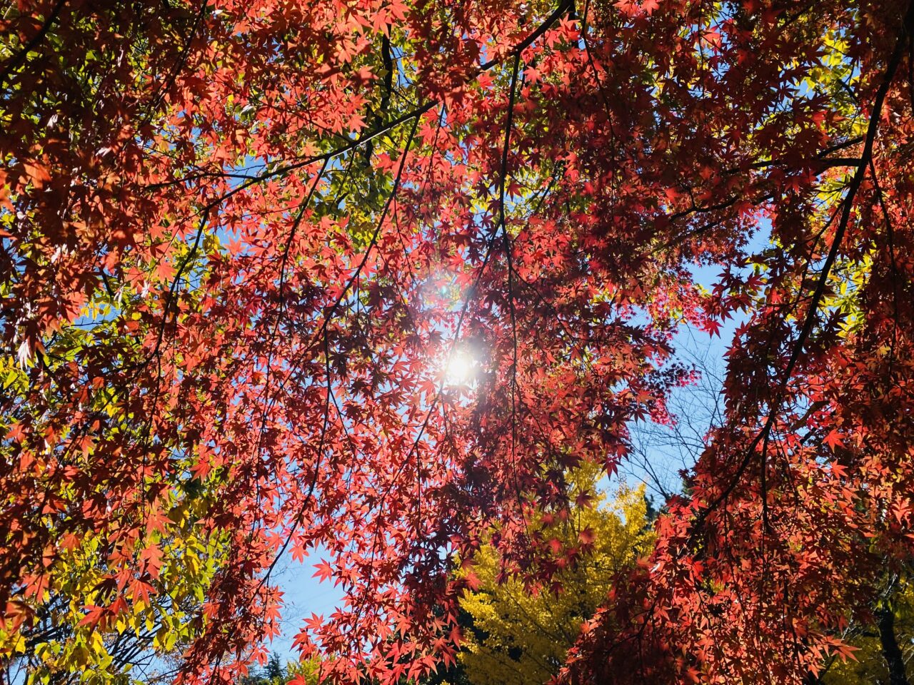 2024年11月下旬、鹿沼公園の紅葉が見ごろを迎えています。