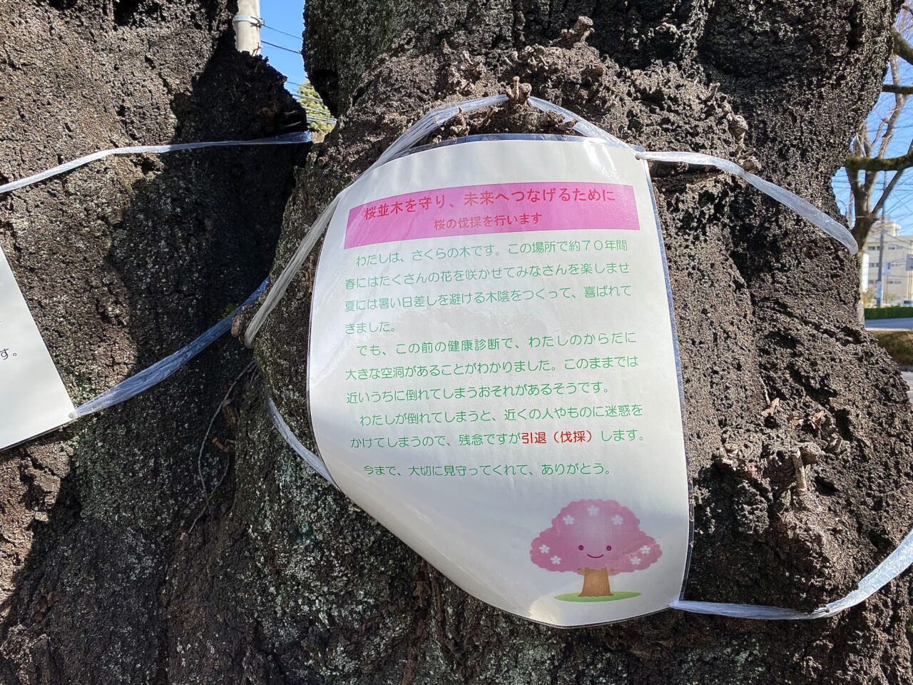 【相模原市中央区】市役所周辺の桜並木にて倒木の危険がある桜を伐採するそうです。約70年まちを彩ってくれた桜の様子をレポート