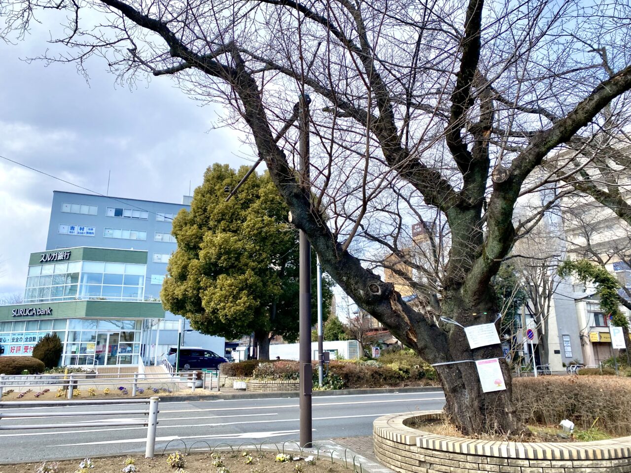 【相模原市中央区】市役所周辺の桜並木にて倒木の危険がある桜を伐採するそうです。約70年まちを彩ってくれた桜の様子をレポート