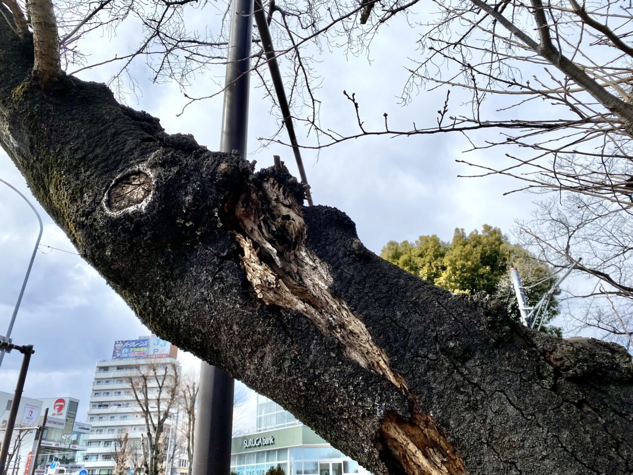 【相模原市中央区】市役所周辺の桜並木にて倒木の危険がある桜を伐採するそうです。約70年まちを彩ってくれた桜の様子をレポート