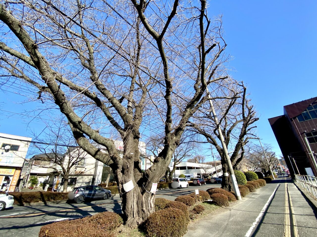 【相模原市中央区】市役所周辺の桜並木にて倒木の危険がある桜を伐採するそうです。約70年まちを彩ってくれた桜の様子をレポート