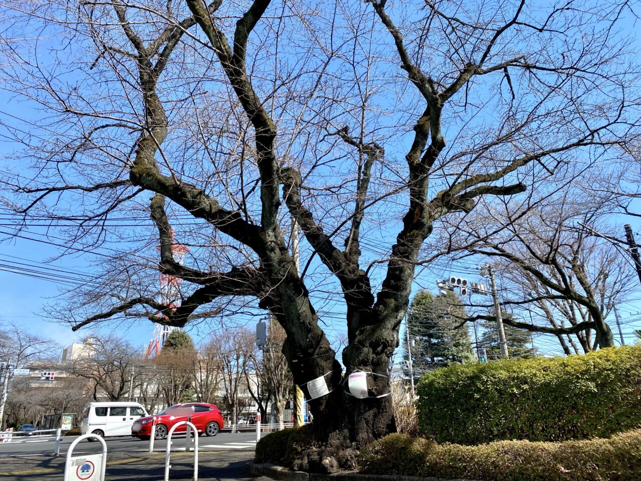 【相模原市中央区】市役所周辺の桜並木にて倒木の危険がある桜を伐採するそうです。約70年まちを彩ってくれた桜の様子をレポート