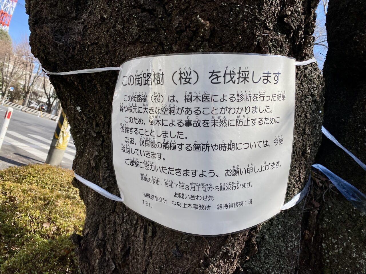 【相模原市中央区】市役所周辺の桜並木にて倒木の危険がある桜を伐採するそうです。約70年まちを彩ってくれた桜の様子をレポート