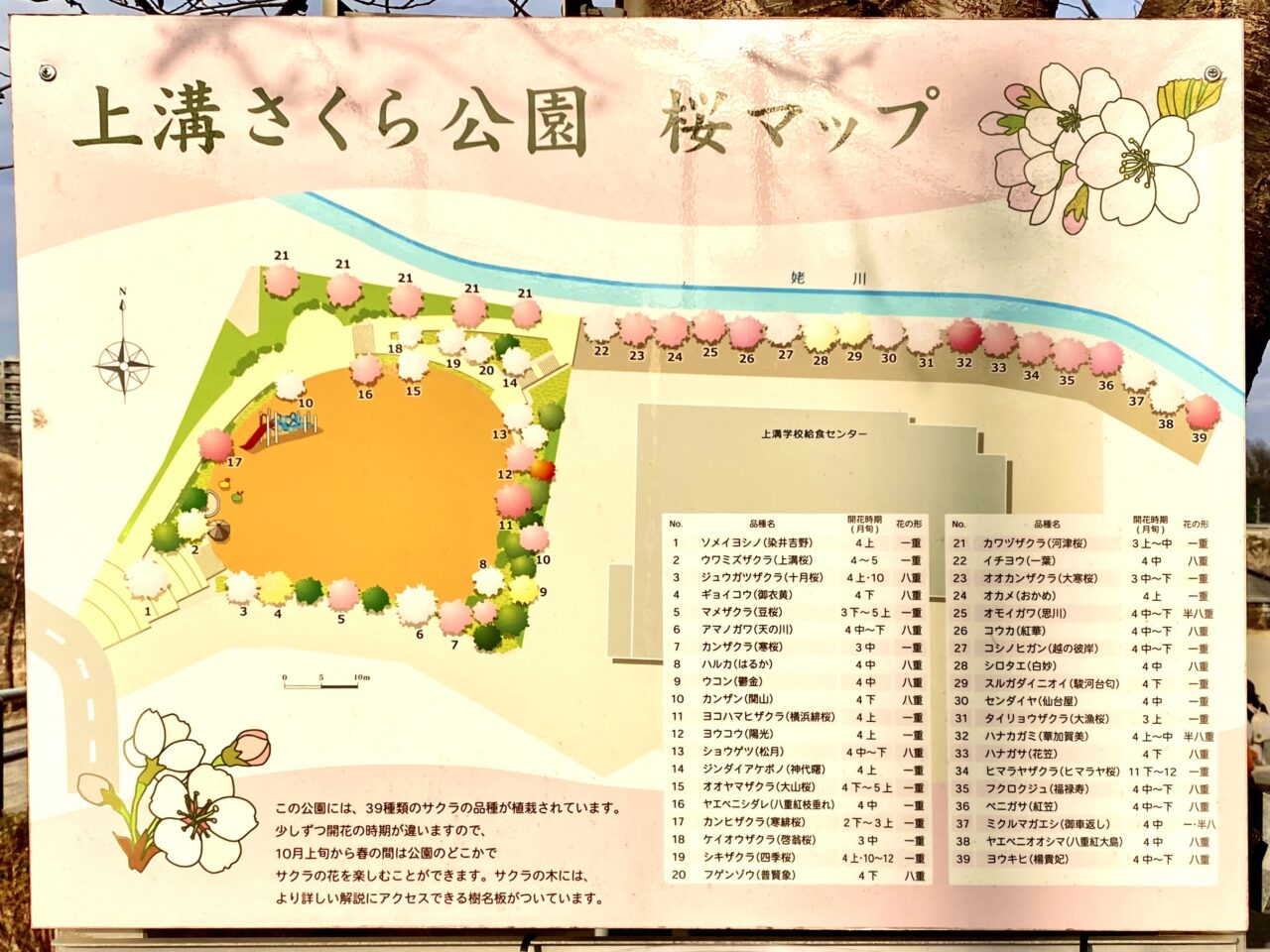 【相模原市中央区】まるで桜の博物館！「上溝さくら公園」では39種類の桜を順次楽しめます。3/8には「上溝さくらまつり」も開催