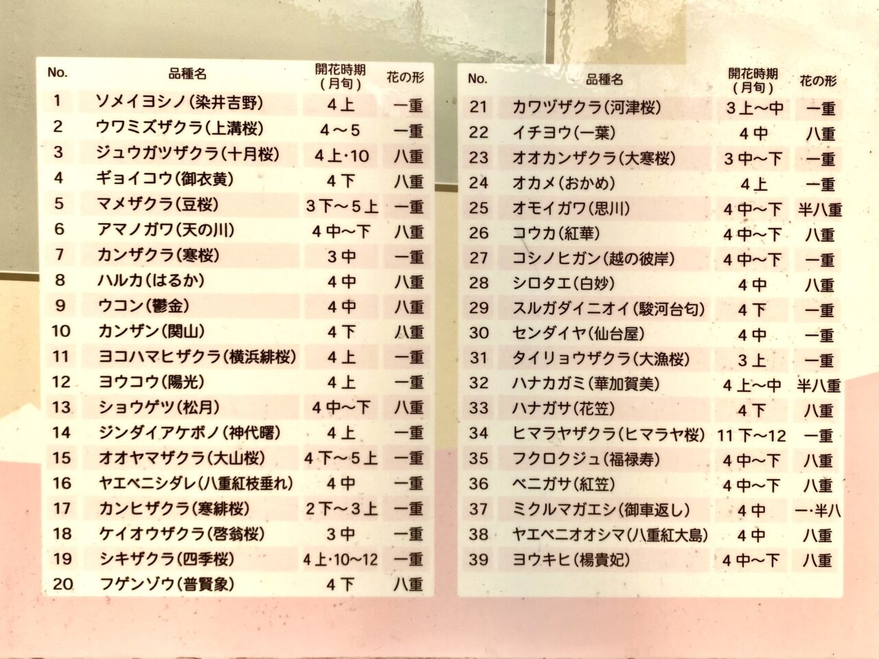 【相模原市中央区】まるで桜の博物館！「上溝さくら公園」では39種類の桜を順次楽しめます。3/8には「上溝さくらまつり」も開催