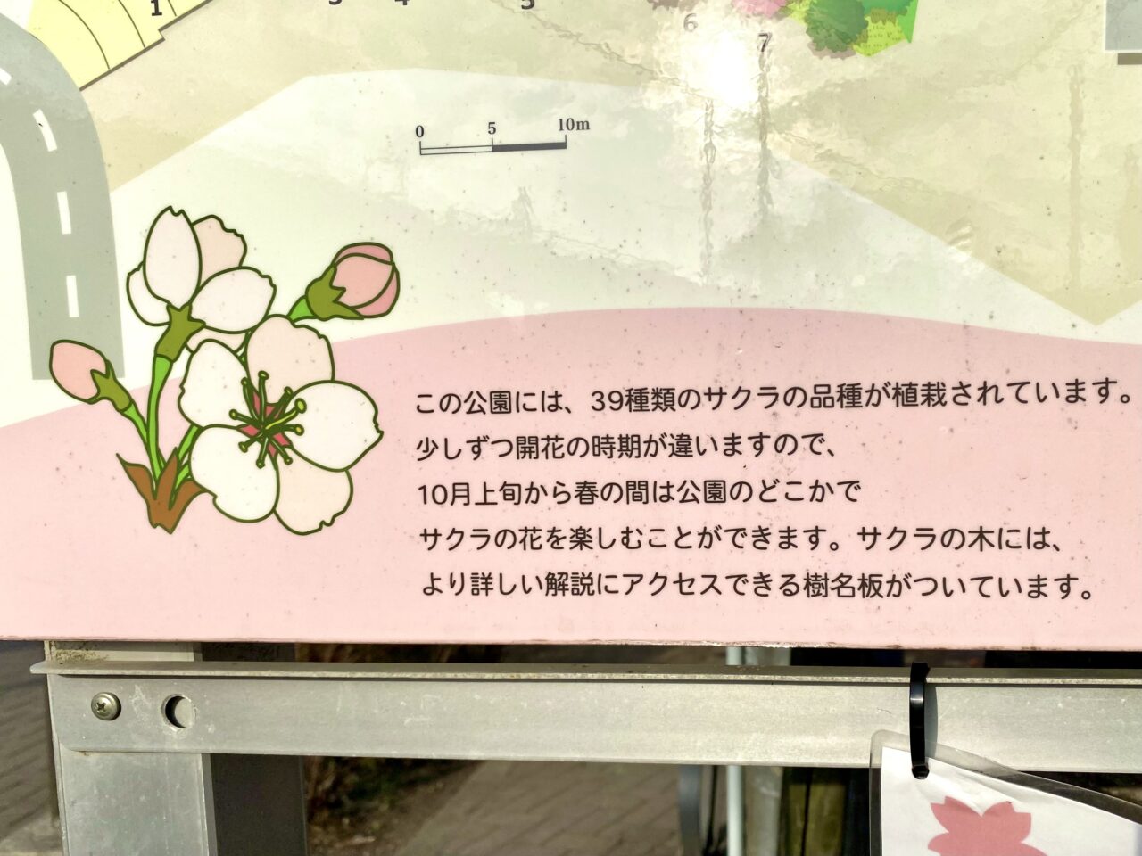 【相模原市中央区】まるで桜の博物館！「上溝さくら公園」では39種類の桜を順次楽しめます。3/8には「上溝さくらまつり」も開催