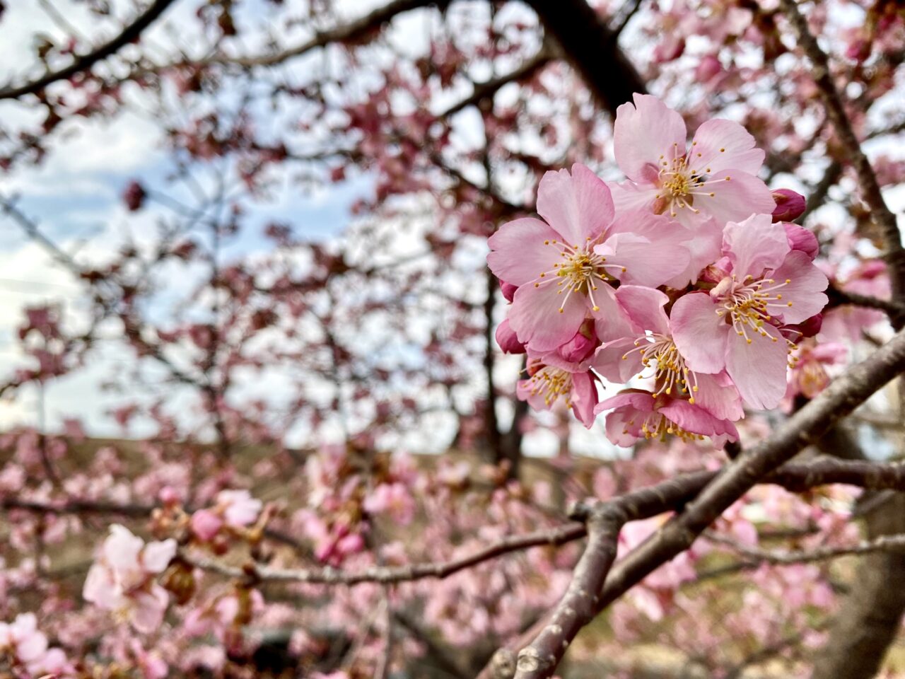 【相模原市中央区】まるで桜の博物館！「上溝さくら公園」では39種類の桜を順次楽しめます。3/8には「上溝さくらまつり」も開催