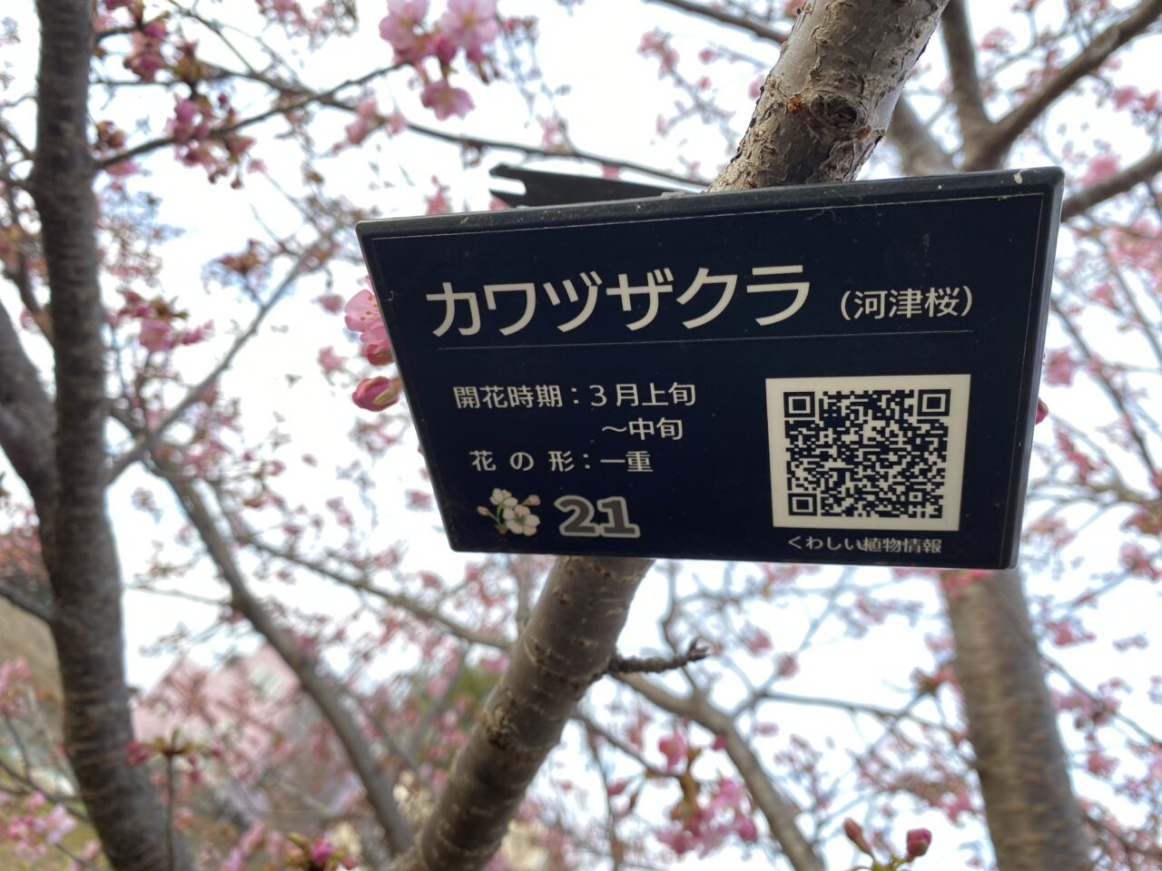 【相模原市中央区】まるで桜の博物館！「上溝さくら公園」では39種類の桜を順次楽しめます。3/8には「上溝さくらまつり」も開催