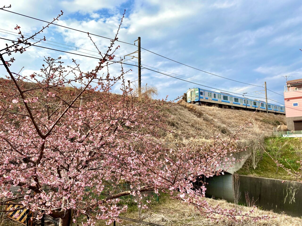 【相模原市中央区】まるで桜の博物館！「上溝さくら公園」では39種類の桜を順次楽しめます。3/8には「上溝さくらまつり」も開催