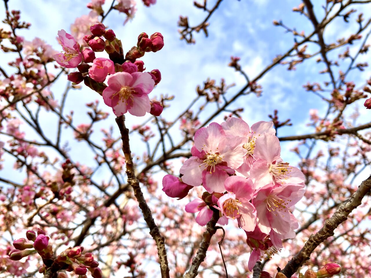 【相模原市中央区】まるで桜の博物館！「上溝さくら公園」では39種類の桜を順次楽しめます。3/8には「上溝さくらまつり」も開催