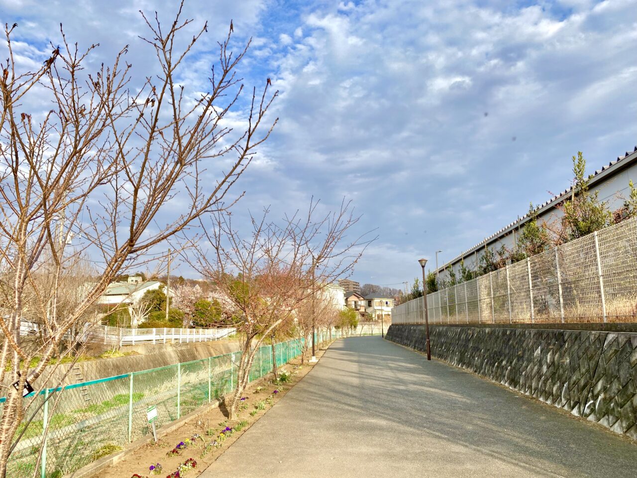 【相模原市中央区】まるで桜の博物館！「上溝さくら公園」では39種類の桜を順次楽しめます。3/8には「上溝さくらまつり」も開催