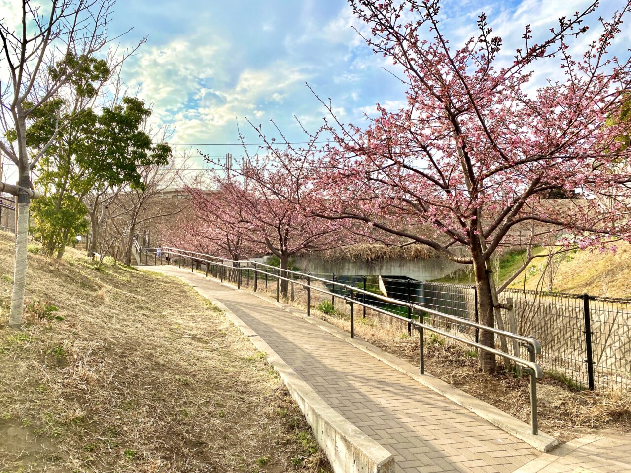 【相模原市中央区】まるで桜の博物館！「上溝さくら公園」では39種類の桜を順次楽しめます。3/8には「上溝さくらまつり」も開催