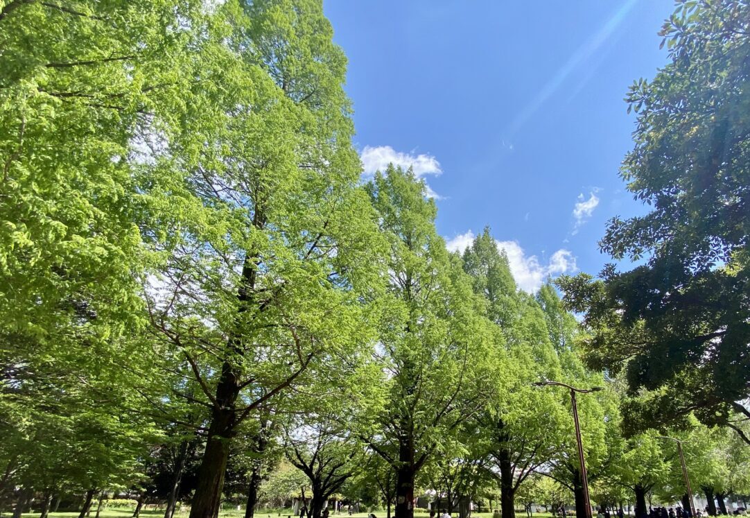 【相模原市中央区】2025年初夏、区内各所でサツキなど季節の花が見頃を迎えています
