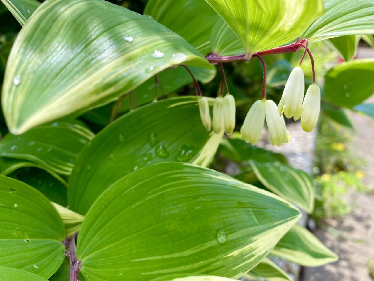 【相模原市中央区】2025年初夏、区内各所でサツキなど季節の花が見頃を迎えています