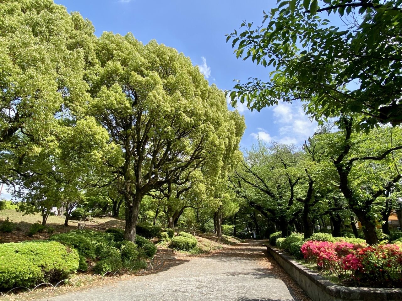【相模原市中央区】2025年初夏、区内の公園でゆっくりお散歩してみませんか？サツキなど季節の花が新緑とあわせ楽しめます