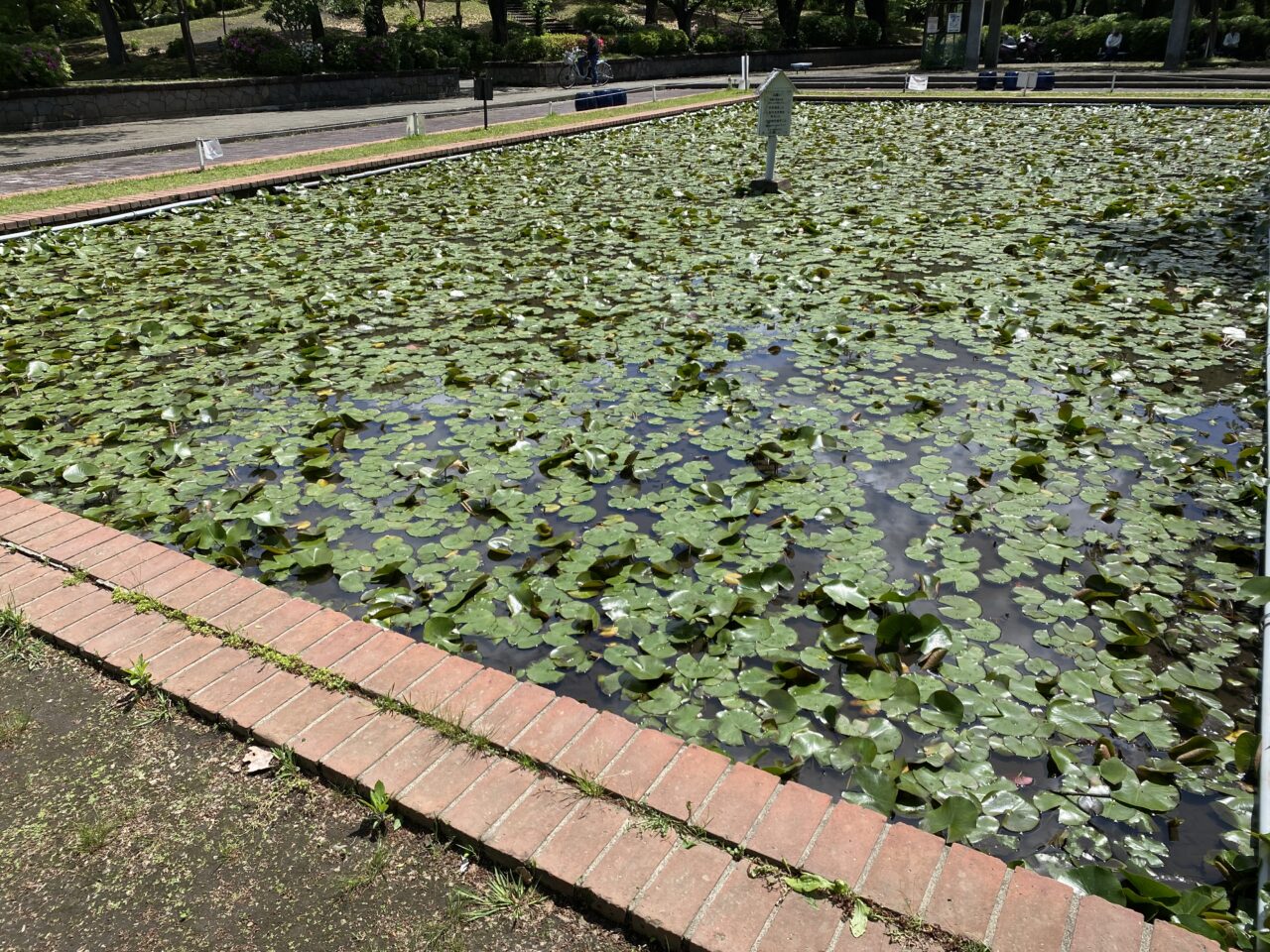 【相模原市中央区】2025年初夏、区内の公園でゆっくりお散歩してみませんか？サツキなど季節の花が新緑とあわせ楽しめます