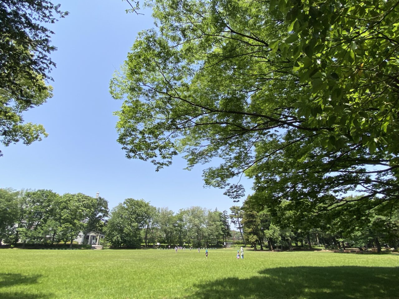 【相模原市中央区】2025年5月31日(土)「げんきマルシェ」が淵野辺公園にて「あじさいフェア」「まるっと植物フェス」とコラボ開催されます!