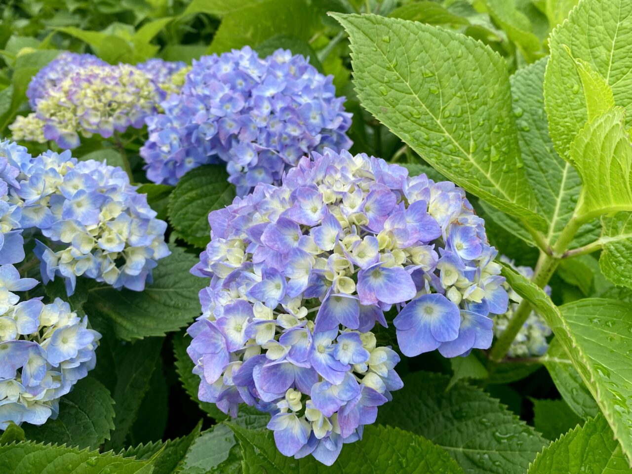 【相模原市中央区】「げんきマルシェ」が淵野辺公園にて「あじさいフェア」「まるっと植物フェス」とコラボ開催されます!