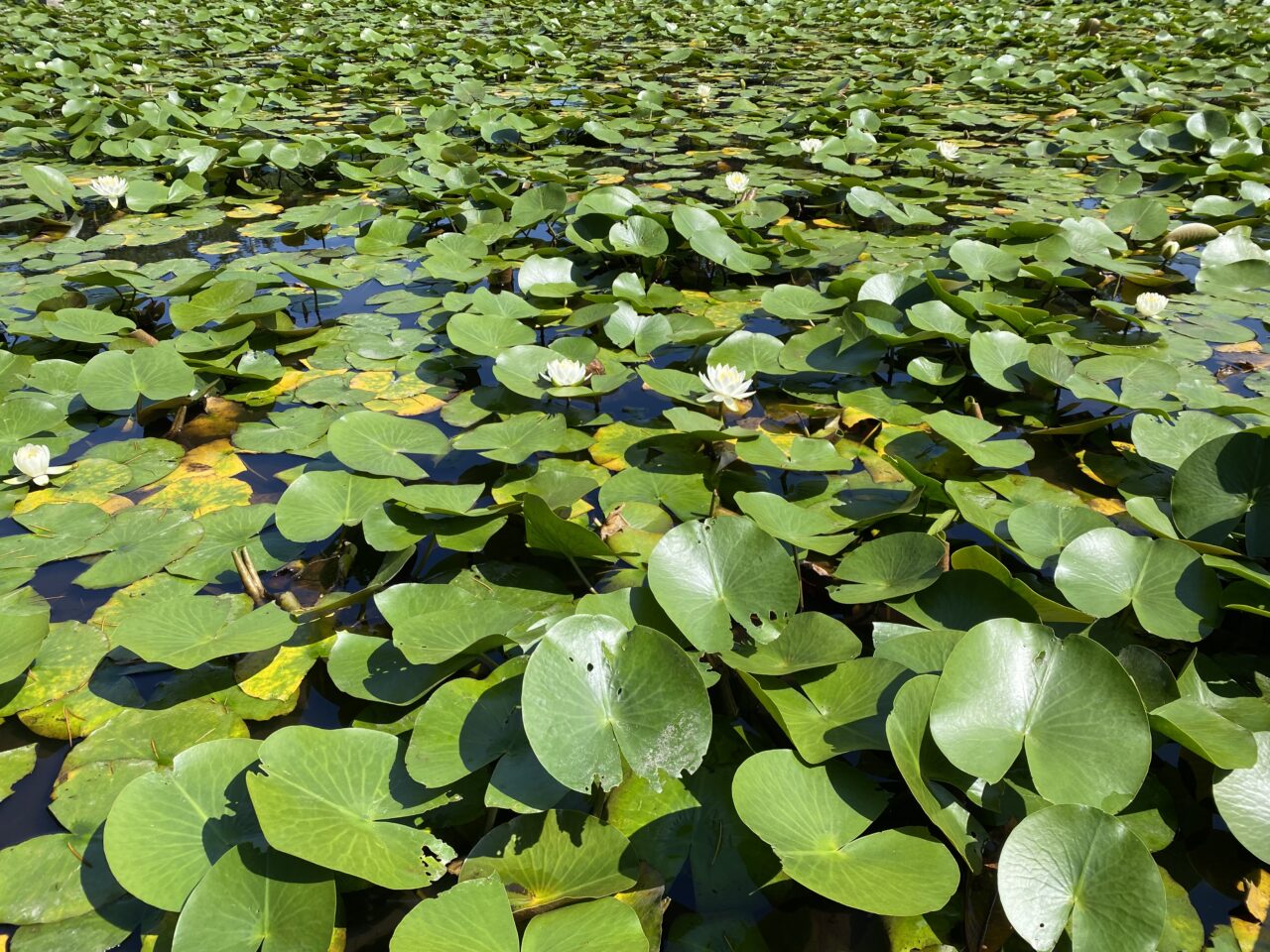 【相模原市中央区】JR淵野辺駅近く「鹿沼公園」の水生植物池の睡蓮が見ごろを迎えています。 早朝の鑑賞がオススメです