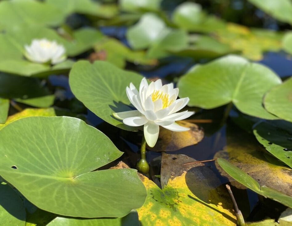 【相模原市中央区】JR淵野辺駅近く「鹿沼公園」の水生植物池の睡蓮が見ごろを迎えています。 早朝の鑑賞がオススメです