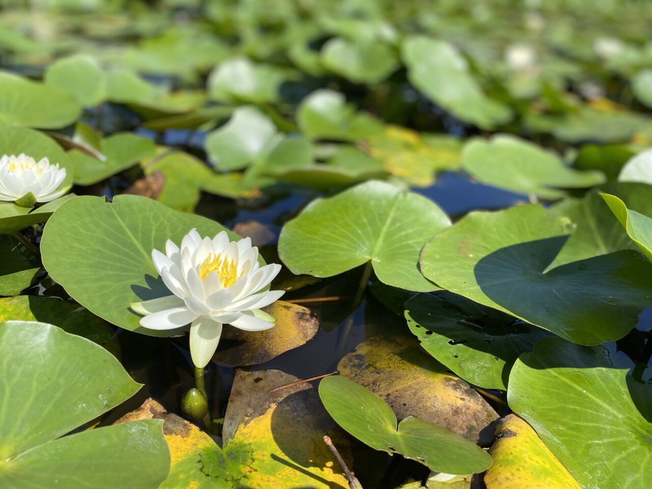 【相模原市中央区】JR淵野辺駅近く「鹿沼公園」の水生植物池の睡蓮が見ごろを迎えています。 早朝の鑑賞がオススメです