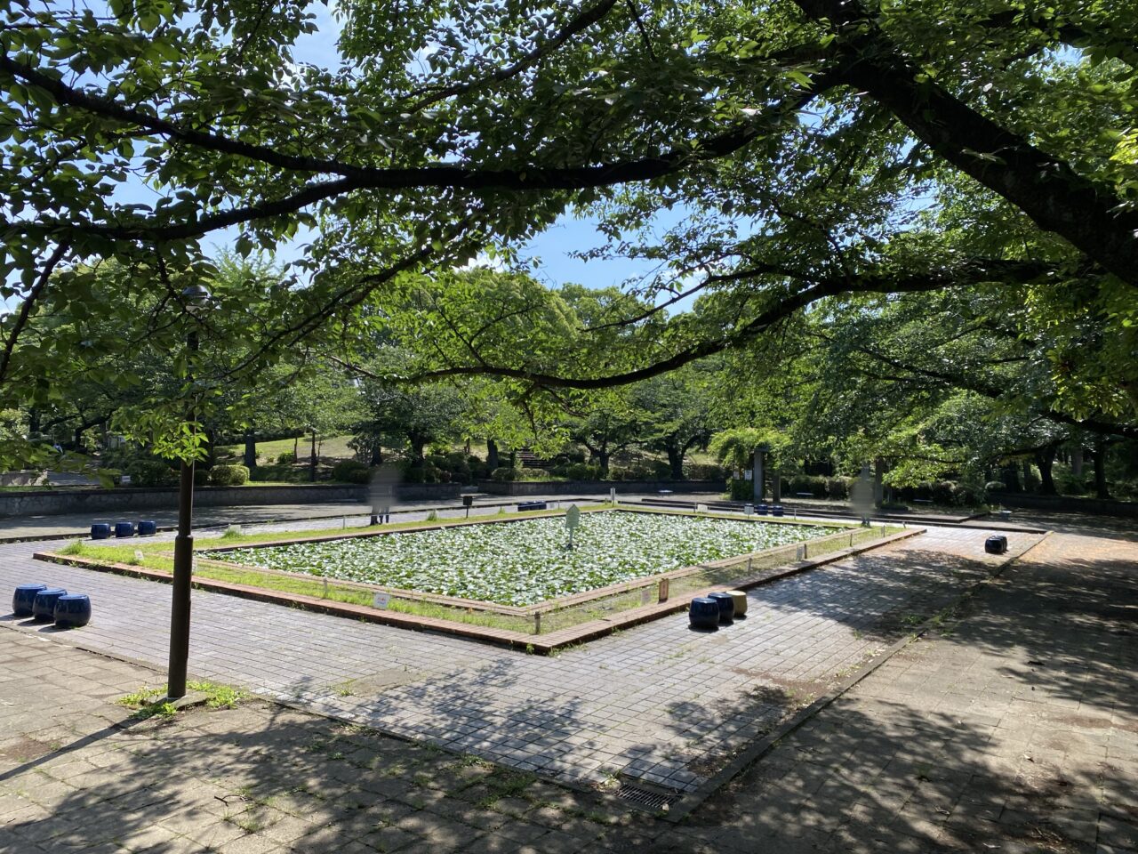 【相模原市中央区】JR淵野辺駅近く「鹿沼公園」の水生植物池の睡蓮が見ごろを迎えています。 早朝の鑑賞がオススメです