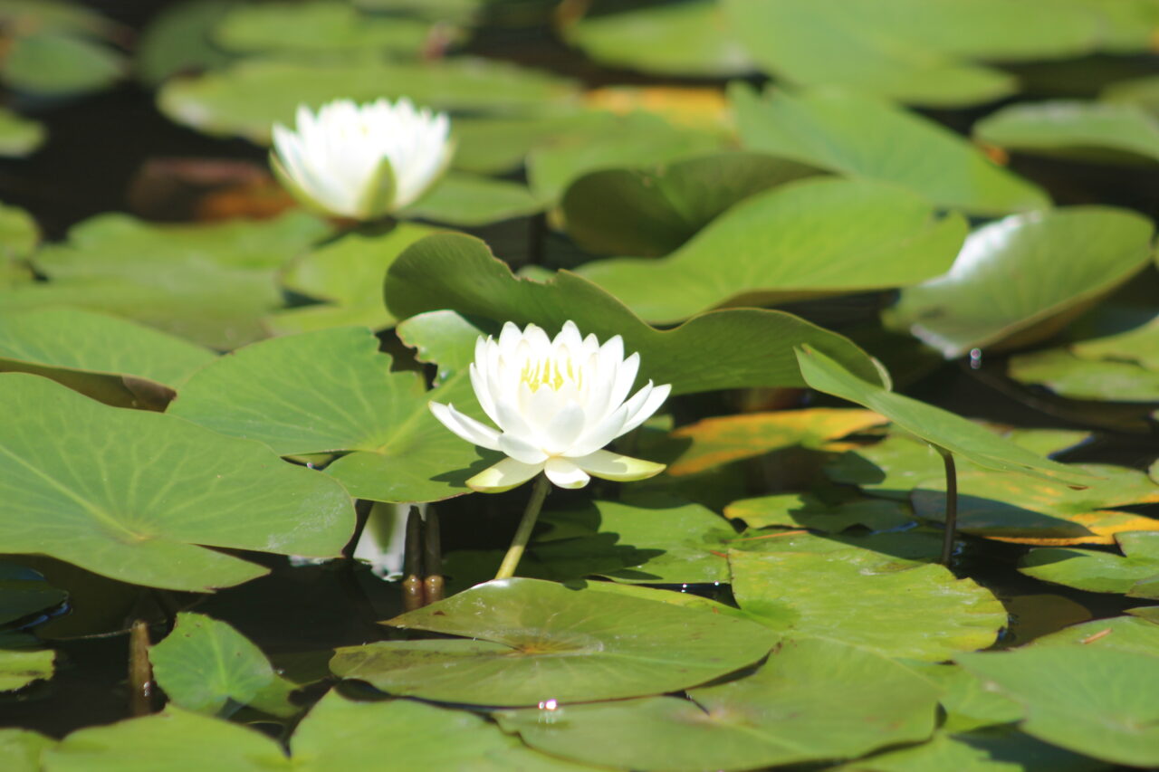 【相模原市中央区】JR淵野辺駅近く「鹿沼公園」の水生植物池の睡蓮が見ごろを迎えています。 早朝の鑑賞がオススメです