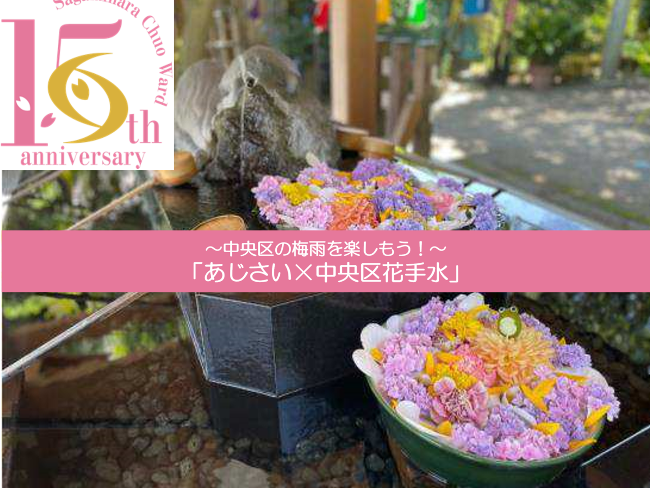 【相模原市中央区】中央区の梅雨を楽しもう！「あじさい×中央区花手水」が開催されます！