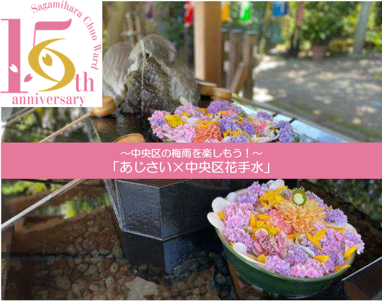 【相模原市中央区】中央区の梅雨を楽しもう!「あじさい×中央区花手水」が開催されます!